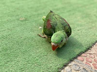 A+ Raw Parrot Chick Male