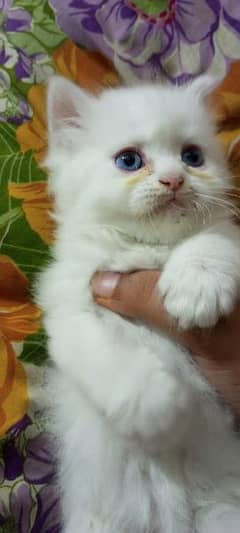 Male Kitten - Cats for sale in Lahore 