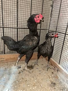 co shamo breeder pair