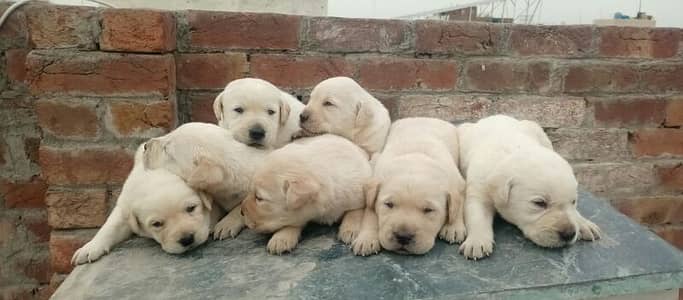 I want to sale Labrador pup 03161454931