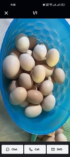 fertile eggs pure organic golden misri