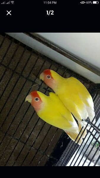 common-latino-breeder-pair-available-fsd-birds-1067179891