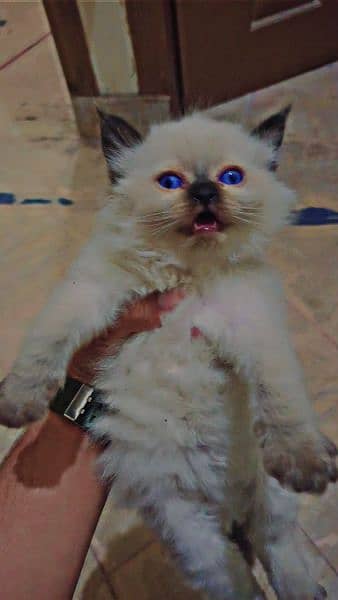 Persian triple coated cat