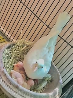 Crested Dove  Breeder Pair