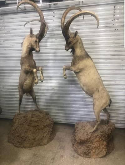 Sindh Ibex