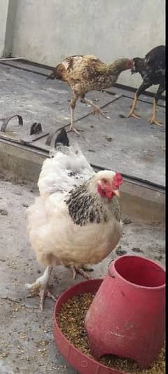 Light Suzex for sale