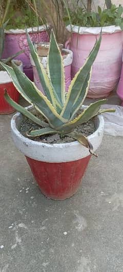 sada