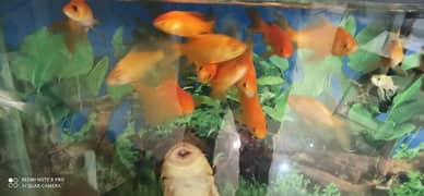 Goldfish and Shipunkin fish for sale