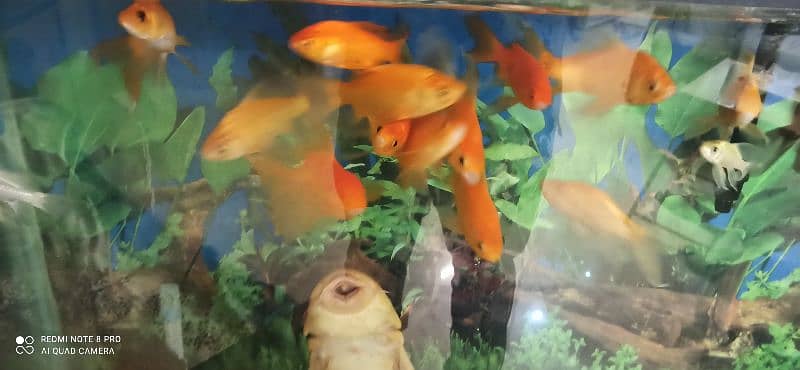 Goldfish and Shipunkin fish for sale 0