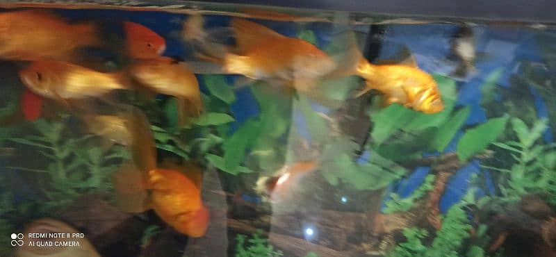 Goldfish and Shipunkin fish for sale 1