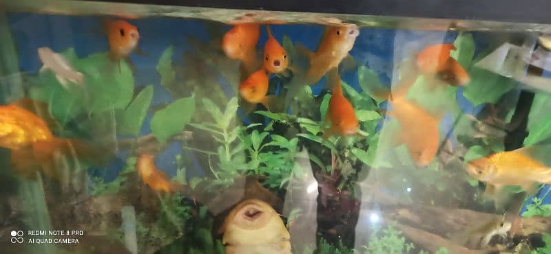 Goldfish and Shipunkin fish for sale 2