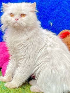 Male Cat - Cats for sale in Lahore 
