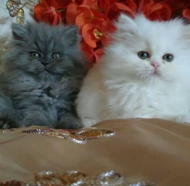 persian kitten 1