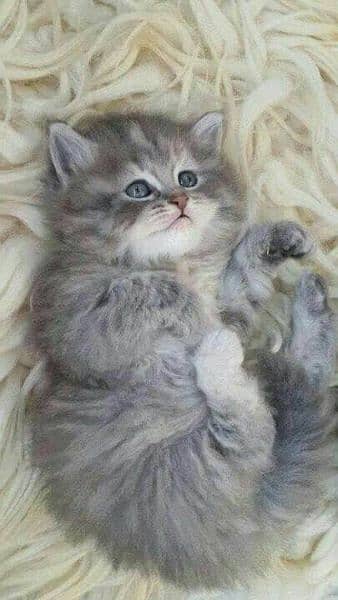 persian kitten 3