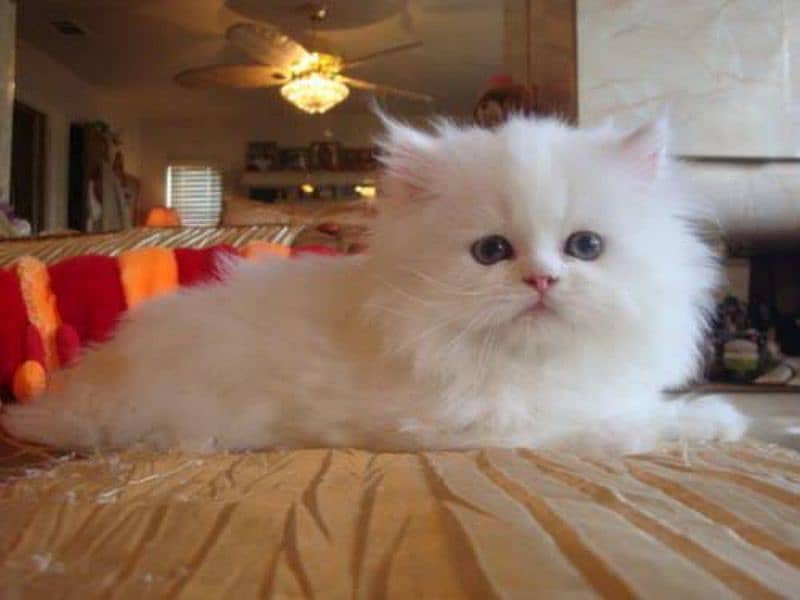 persian kitten 8