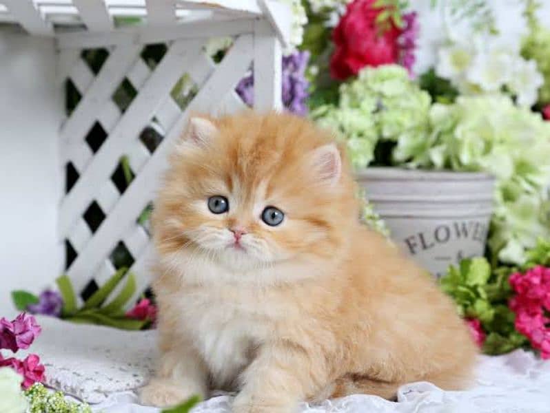 persian kitten 10