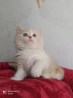 Persian