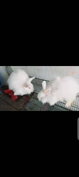 fancy angora imported 0