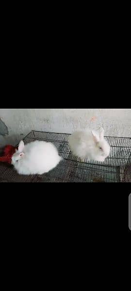 fancy angora imported 3