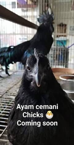 Ayam cemani chicks
