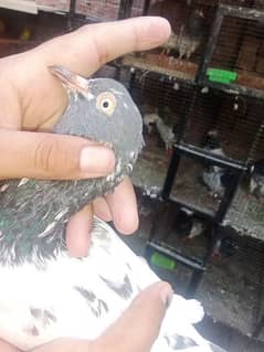 Teddy - Birds for sale in Lahore 