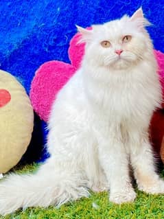Cat - Cats for sale in Lahore Cat - Cats for sale in Lahore