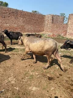 Qurbani - Animals for sale in Pakistan Qurbani - Animals for sale in Pakistan