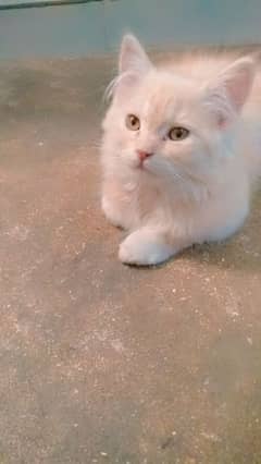 Breed Cat - Cats for sale in Pakistan 