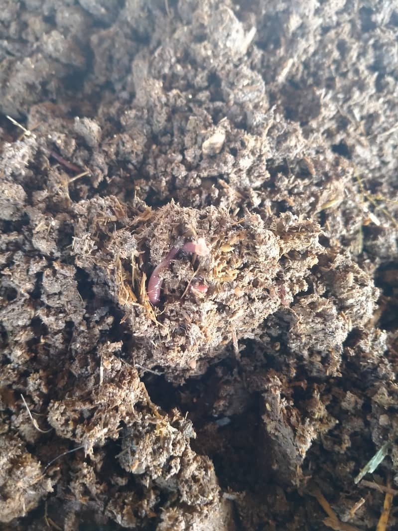 Red Wiggler Worm - Vermi Compost (Vermicompost) 0