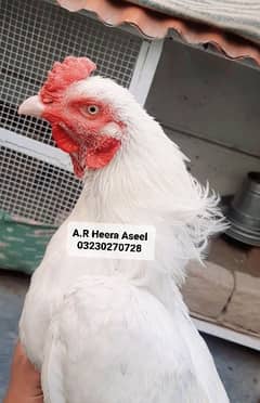 Heera Aseel Egg 850 / Heera Aseel chick's 2500 0