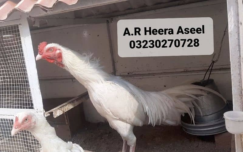 Heera Aseel Egg 850 / Heera Aseel chick's 2500 1