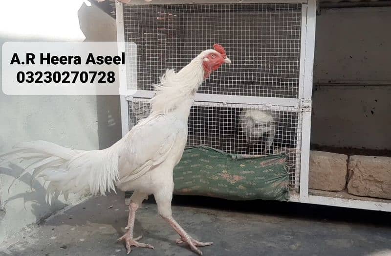 Heera Aseel Egg 850 / Heera Aseel chick's 2500 4