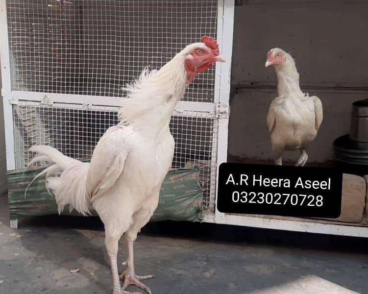 Heera Aseel Egg 850 / Heera Aseel chick's 2500 3