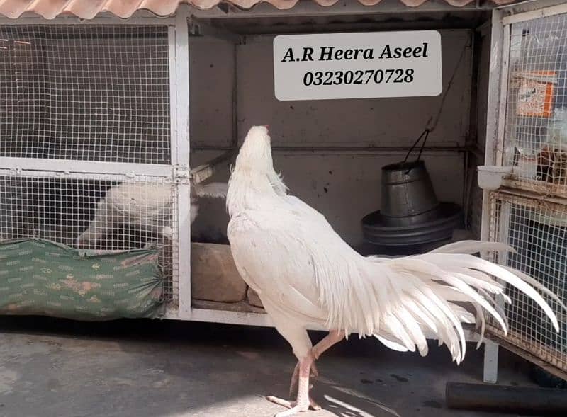 Heera Aseel Egg 850 / Heera Aseel chick's 2500 5
