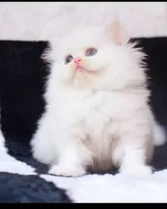 persian kitten