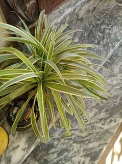 Vip Plant For Sell