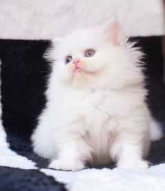 Persian Cat - Cats for sale in Allahabad Road Persian Cat - Cats for sale in Allahabad Road