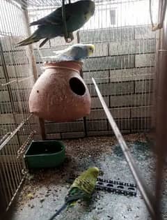 Cage with parrots