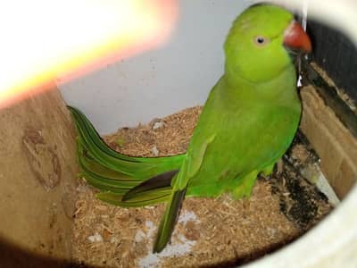 one ring neck breeder pair for sale 03063000929