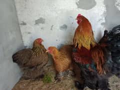 chicks eggs light brahma,gold patridge,black