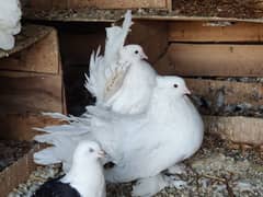 one pair price all pairs breeder