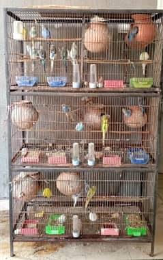 cage and bird's for sale