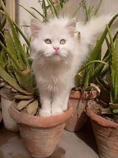 Persian