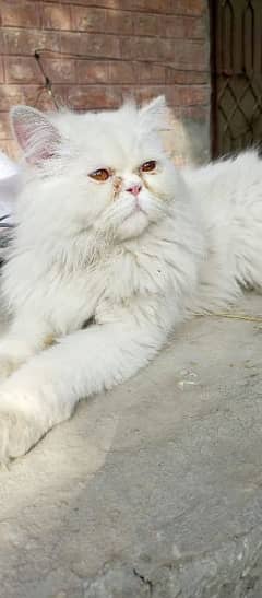 male Persian cat (m)