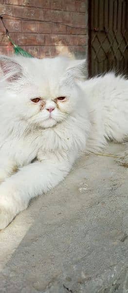 male Persian cat (m) 1