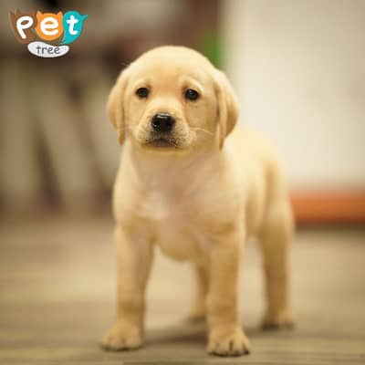 High Quality Labrador Puppies