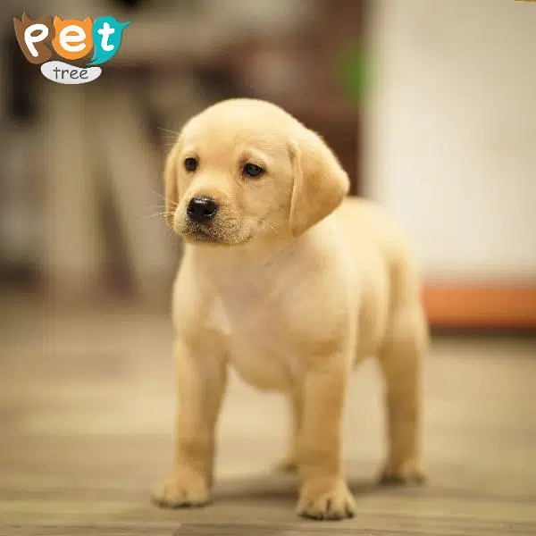 High Quality Labrador Puppies — photo 2