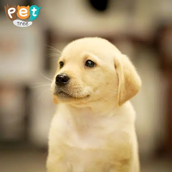 High Quality Labrador Puppies — photo 3