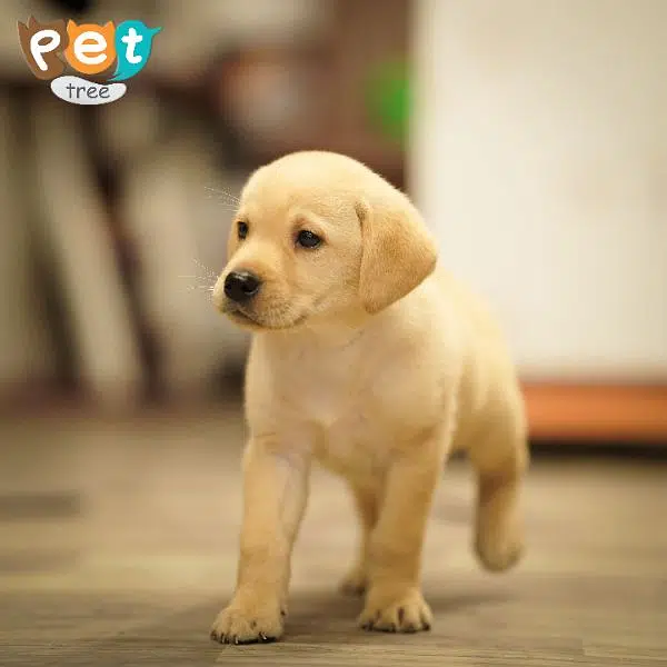 High Quality Labrador Puppies — photo 4