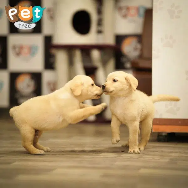High Quality Labrador Puppies — photo 5